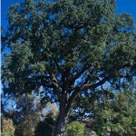 Grandmother Valley Oak