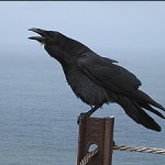 Raven © 2009 Charlene Nevill