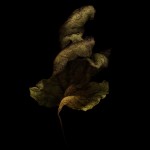 Botanicals #7 ©2008 Kevin Twomey