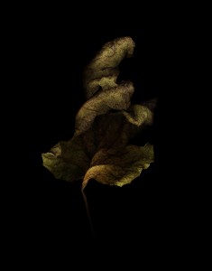 Botanicals #7 ©2008 Kevin Twomey