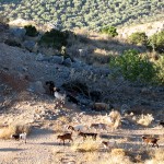 Goats in Delphi ©2009 Charlene Nevill