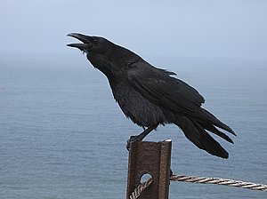 Raven © 2009 Charlene Nevill