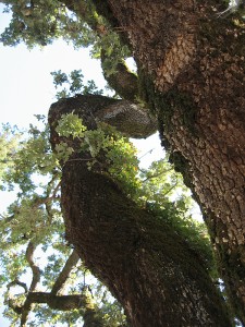 live oak