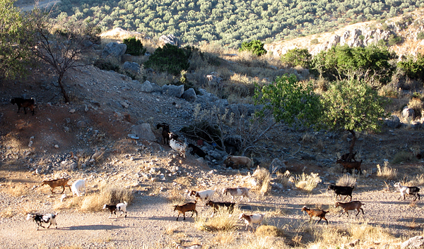 Goats in Delphi ©2009 Charlene Nevill